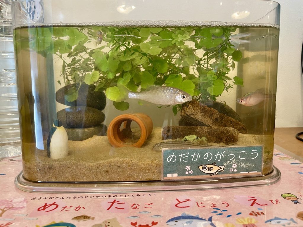 園で飼育してる水槽