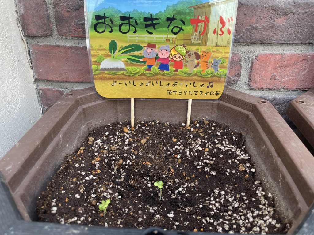 種から育てるおおきなかぶ