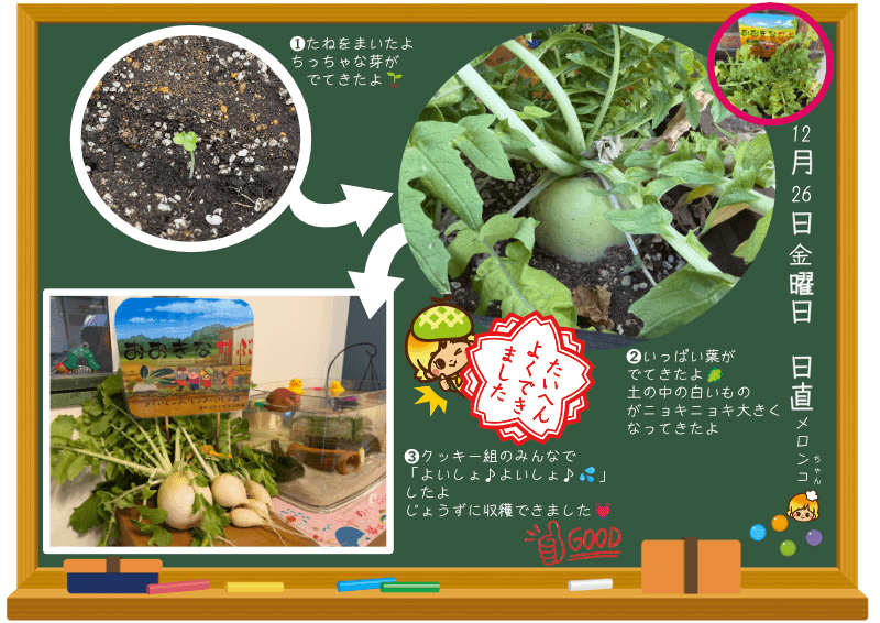 おおきなかぶの収穫写真