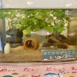 園で飼育してる水槽(めだかのがっこう)