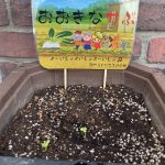 種から育てるおおきなかぶ